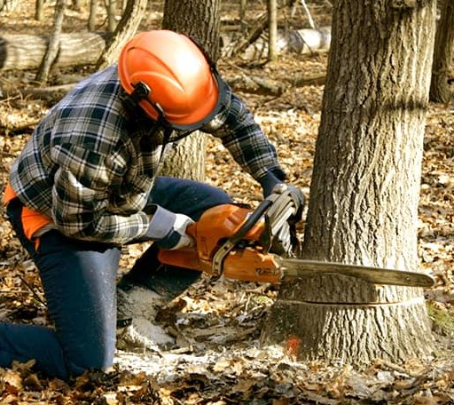 Tree Removal in Fox Island, WA